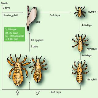 Life-cycle of the scabies mite. Only the female mite creates a burrow ...