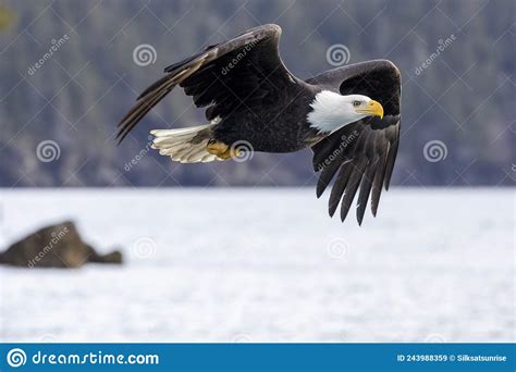 American Bald Eagle Haliaeetus Leucocephalus In The Kachemak Bay Area