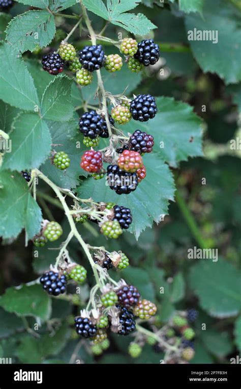 On The Branch Bush Ripen The Blackberries Rubus Fruticosus Stock Photo