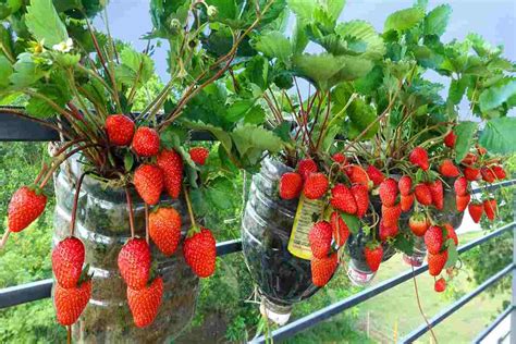 Fragole Come Coltivarle Sul Balcone Di Casa La Guida Per Avere Dei