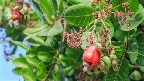 Cajueiro Para Que Serve - Saiba quando plantar cajueiro e como colher seus frutos