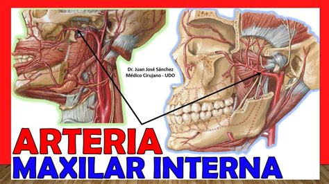 Arteria Maxilar Interna Anatom A Explicaci N Sencilla Youtube