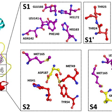 Substrate Binding Subsites S S S S S Of Clpro From Sars