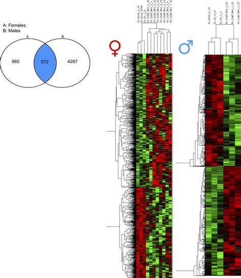 Jci Insight Intact Mitochondrial Substrate Efflux Is Essential For