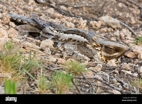 Nightjar Eggs High Resolution Stock Photography and Images - Alamy