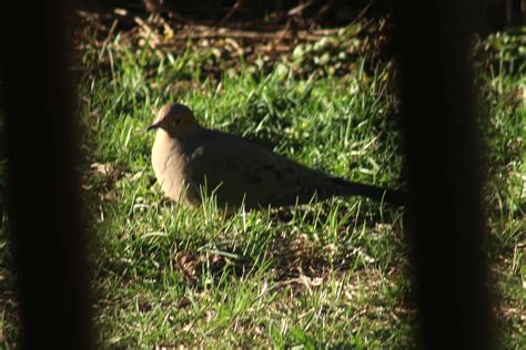 Mourning Dove From Oil City Pa 16301 Usa On March 16 2024 At 0453