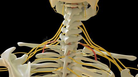 Scalenus Posterior Muscle Anatomy For Medical Concept D Rendering