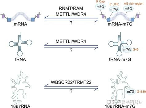 易基因： Rna M7g甲基化修饰的生物学功能及其在癌症中的作用｜综述m7g下游机制 Csdn博客