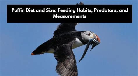 Puffin Diet and Size: Feeding Habits, Predators, and Measurements ...