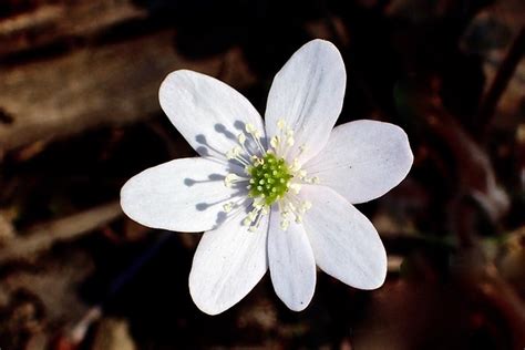 Flower Macros Close Ups No Insects Seeds B W Flickr