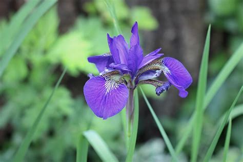 Purple Siberian Iris Photograph by Joseph Skompski