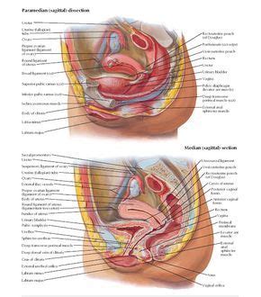 Posterior Cervical Fornix