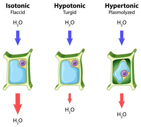 Hypotonic Solution Illustrations Royalty Free Vector Graphics And Clip Art Istock