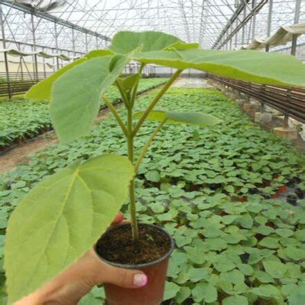 100 Paulownia Elongata Seeds OutletTrends.com Free Shipping Up to 70% OFF