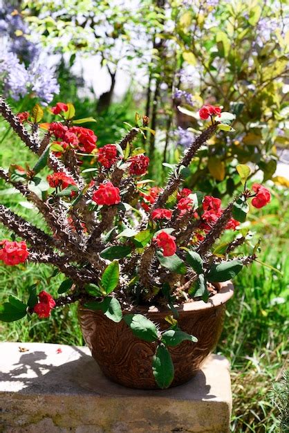 Premium Photo Euphorbia Milii The Crown Of Thorns Christ Plant Or