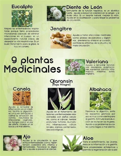 Plantas Medicinales Que Podemos Cultivar En Casa Artofit