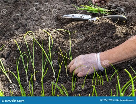 Plantio De Pequenas Sementes De Cebola Imagem De Stock Imagem De