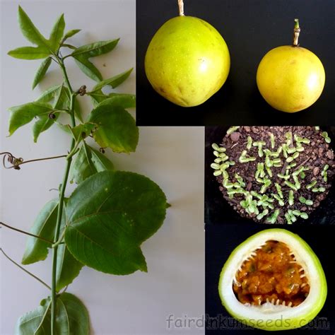 Hawaii Gold Passsionfruit Passiflora Edulis Seeds Fair Dinkum Seeds