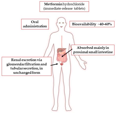 Pharmaceuticals Free Full Text View On Metformin Antidiabetic And