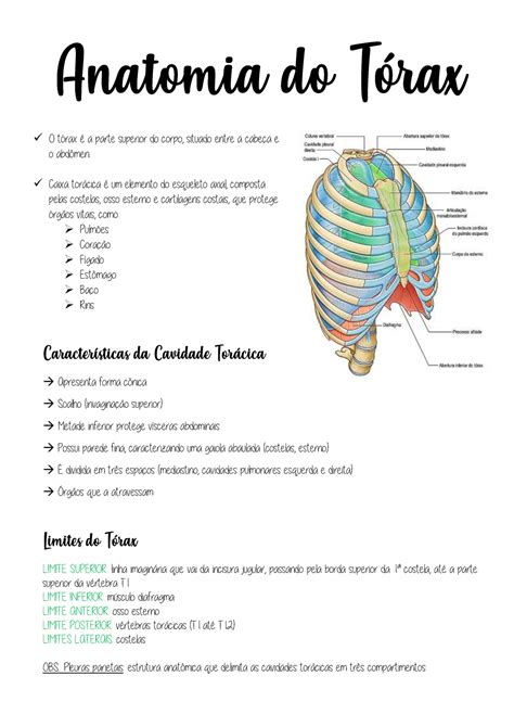 5 Anatomia Do Torax Anatomia Do Torax O Torax E A Parte Superior Do Images