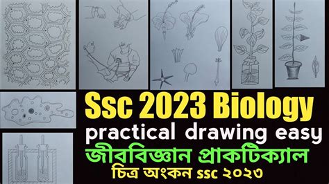 SSC 2023 Biology Practical Drawing Biology Practical Solution 2023