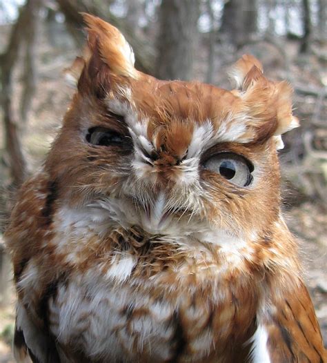 Solve Eastern Screech Owl Shenandoah National Park Virginia Us