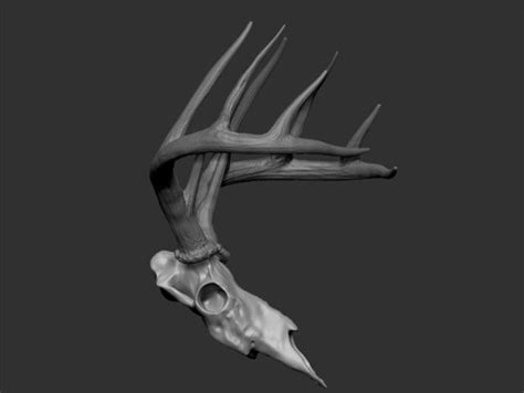 White Tailed Deer Skull And Antlers 3d Model 49 Obj Free3d