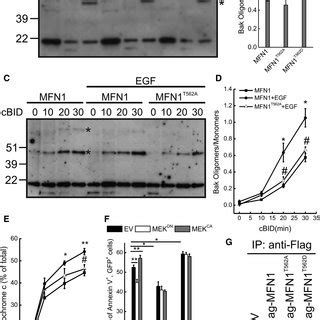 ERK Modulates Mitochondrial Morphology Via MFN1 T562 A Representative