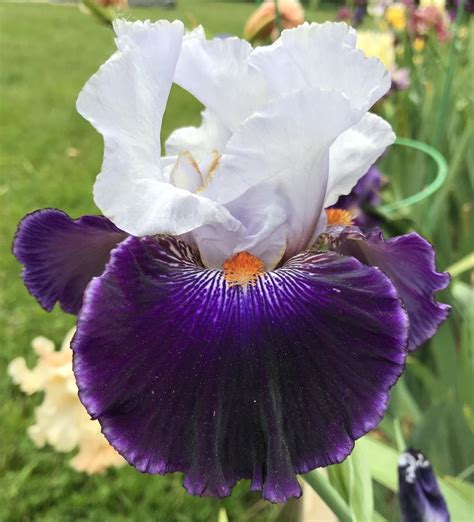 Tall Bearded Iris Iris Curb Appeal In The Irises Database