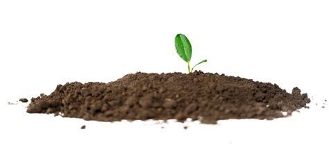 Plant Growing From Soil 20038704 PNG