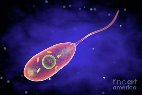 Cholera Bacterium Photograph By Roger Harrisscience Photo Library Pixels