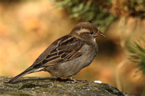 Sperling (Forum für Naturfotografen)
