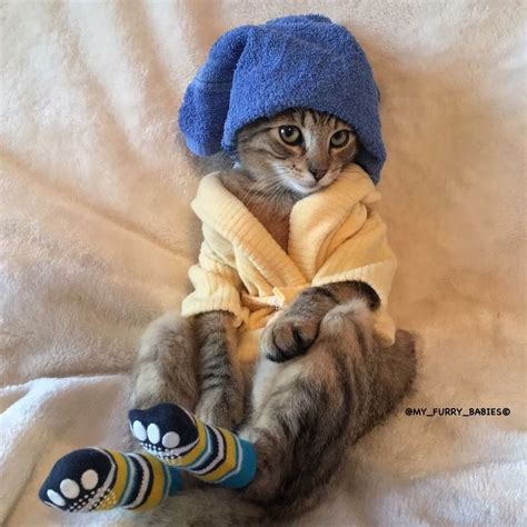 17 Best images about Cat & Kittens wearing clothes on Pinterest | Tabby ...