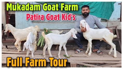 Patira Goat Breeding Setup At Mukadam Goat Farm Full Farm Tour In