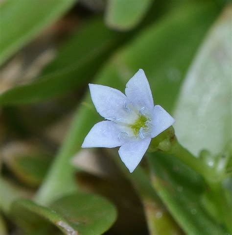 Pentodon pentandrus - Изображение особи - Плантариум