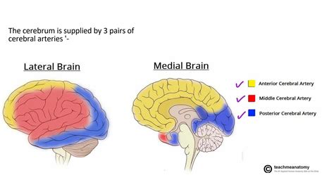 Solution Neuroanatomy Blood Supply Of Cerebrum Studypool