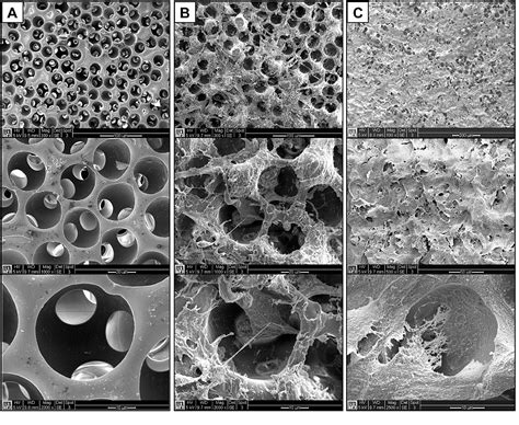 Figure 8 From A Tough Precision Porous Hydrogel Scaffold