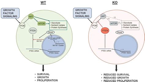 miR-181 and Metabolic Regulation in the Immune System