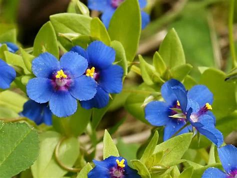 Scarlet Pimpernel Facts And Health Benefits