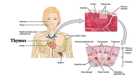 Thymus Gland Anatomy