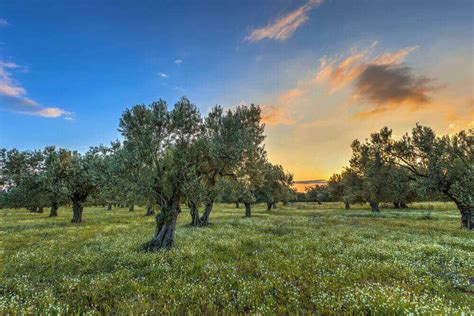 6 consejos para disfrutar del mejor glamping en otoño