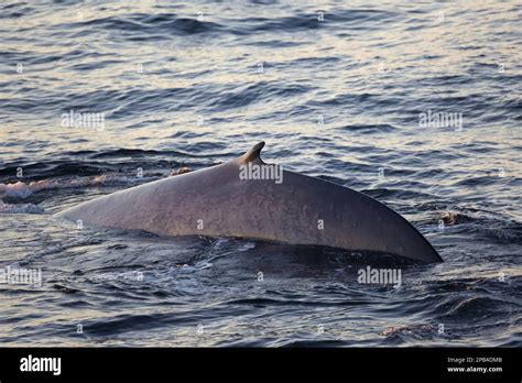 Baleine Bleue Baleine Bleue Balaenoptera Musculus Baleine Bor Ale