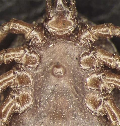 Vista Dorsal Y Ventral De La Hembra De Amblyomma Geayi Cozem Ae