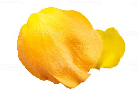 Yellow Petal Isolated On A Transparent Background Png