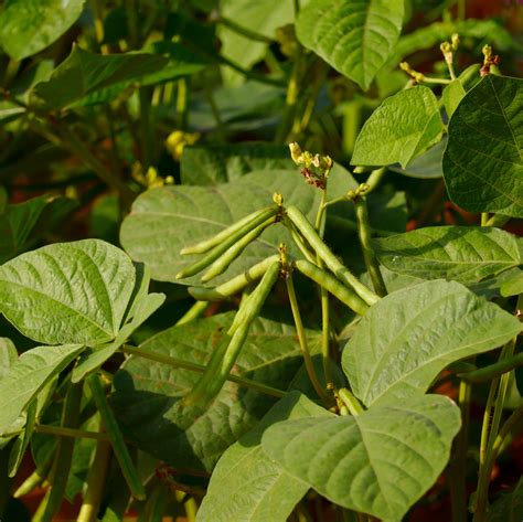 Mung Beans For Sale Albert Lea Seed