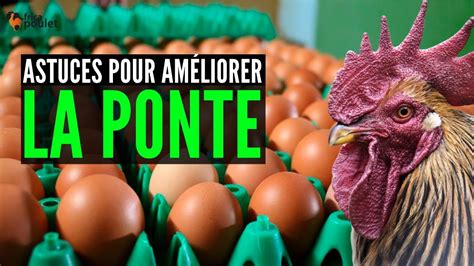 COMMENT améliorer LA PONTE des poulets goliath AUJOUD HUI 3 ASTUCES