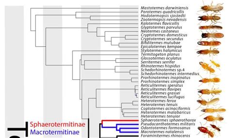 Phylogenetic Analysis Forces Rethink Of Termite Evolution