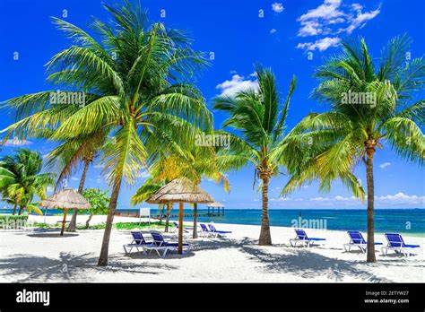 Paisaje Tropical Con Palma De Coco En La Playa Del Caribe Cancún