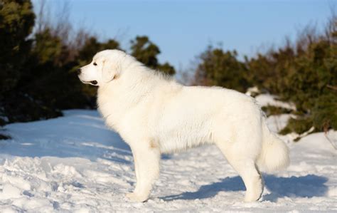 Curiosità cos è il garrese del cane e come si misura