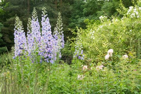 Blumeninsel Mainau Darum Lohnt Es Sich Sie Zu Besuchen